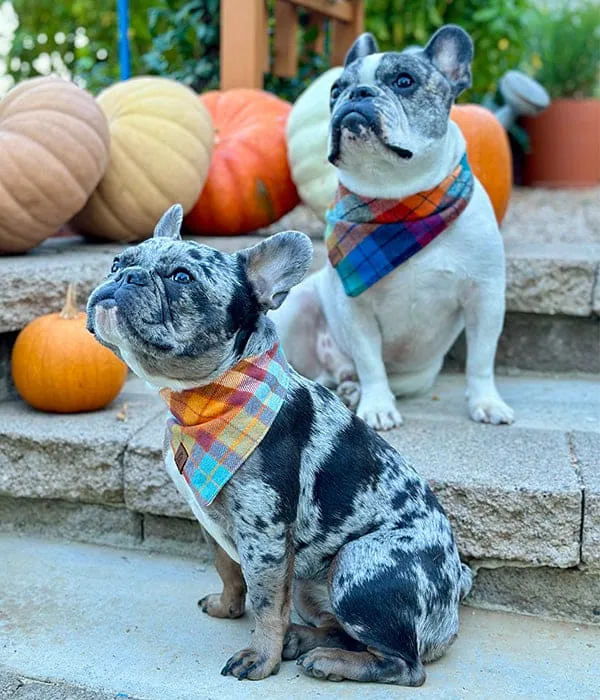 Autumn Plaid Flannel Dog Bandana