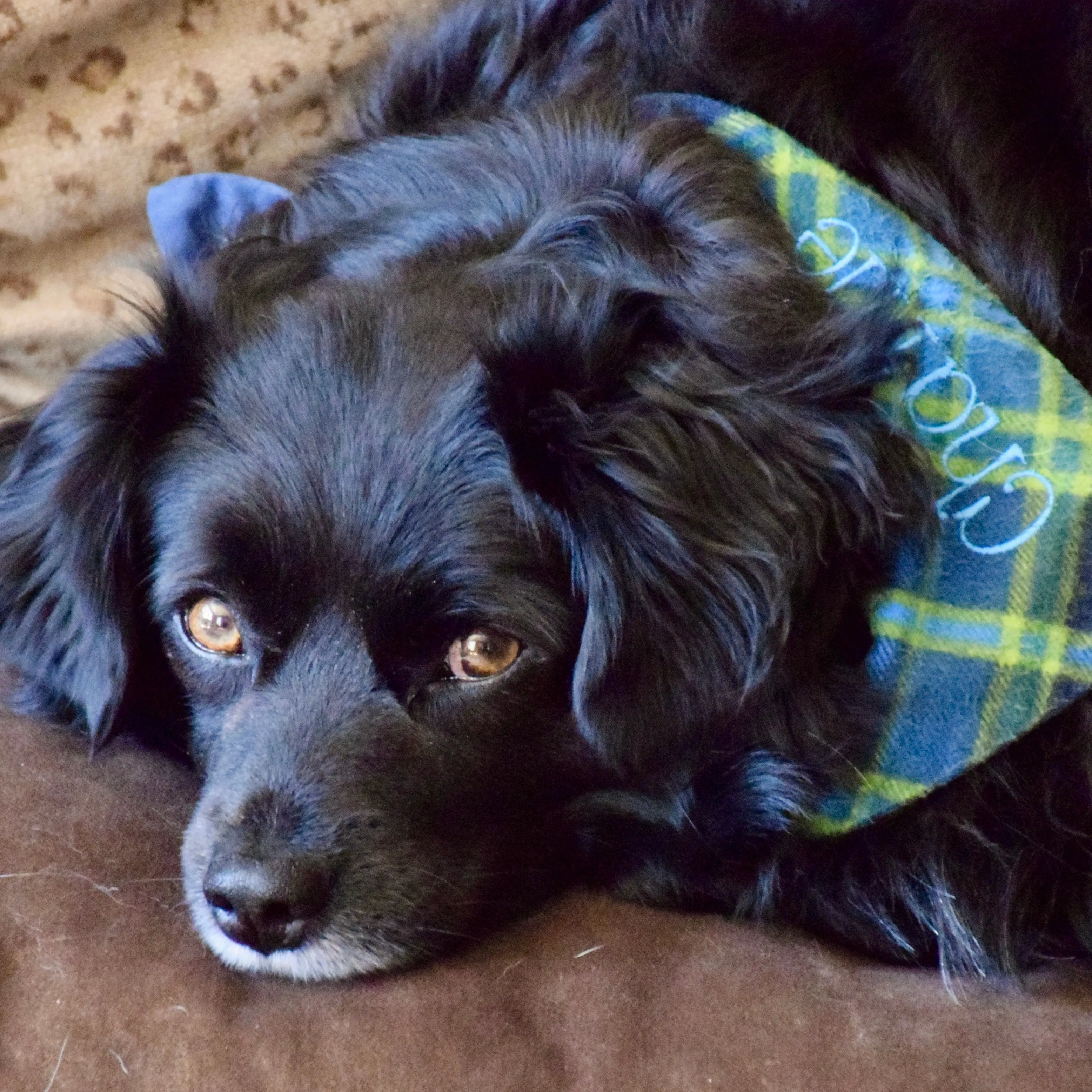 Blue & Green Plaid Flannel Custom Dog Bandanas with Name Embroidered