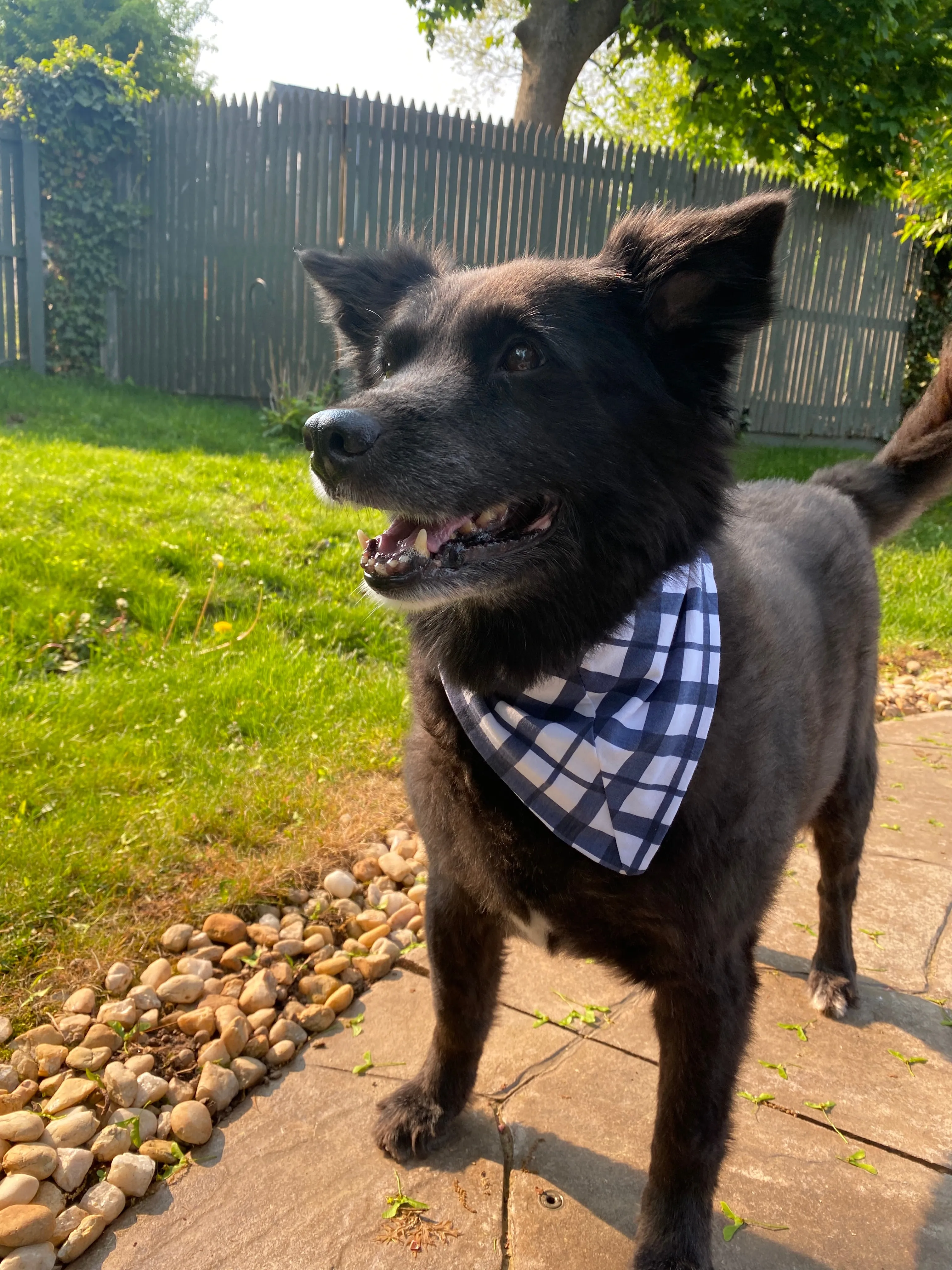 Blue Gingham Pet Bandana