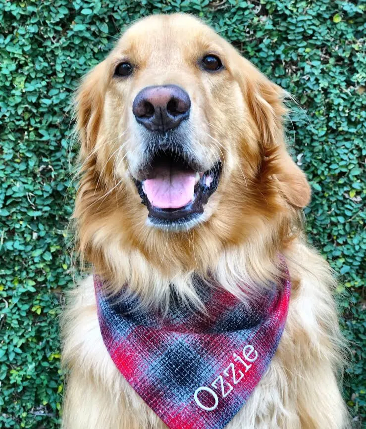 Custom Dog Scarf with Name Embroidered on Cozy Flannel