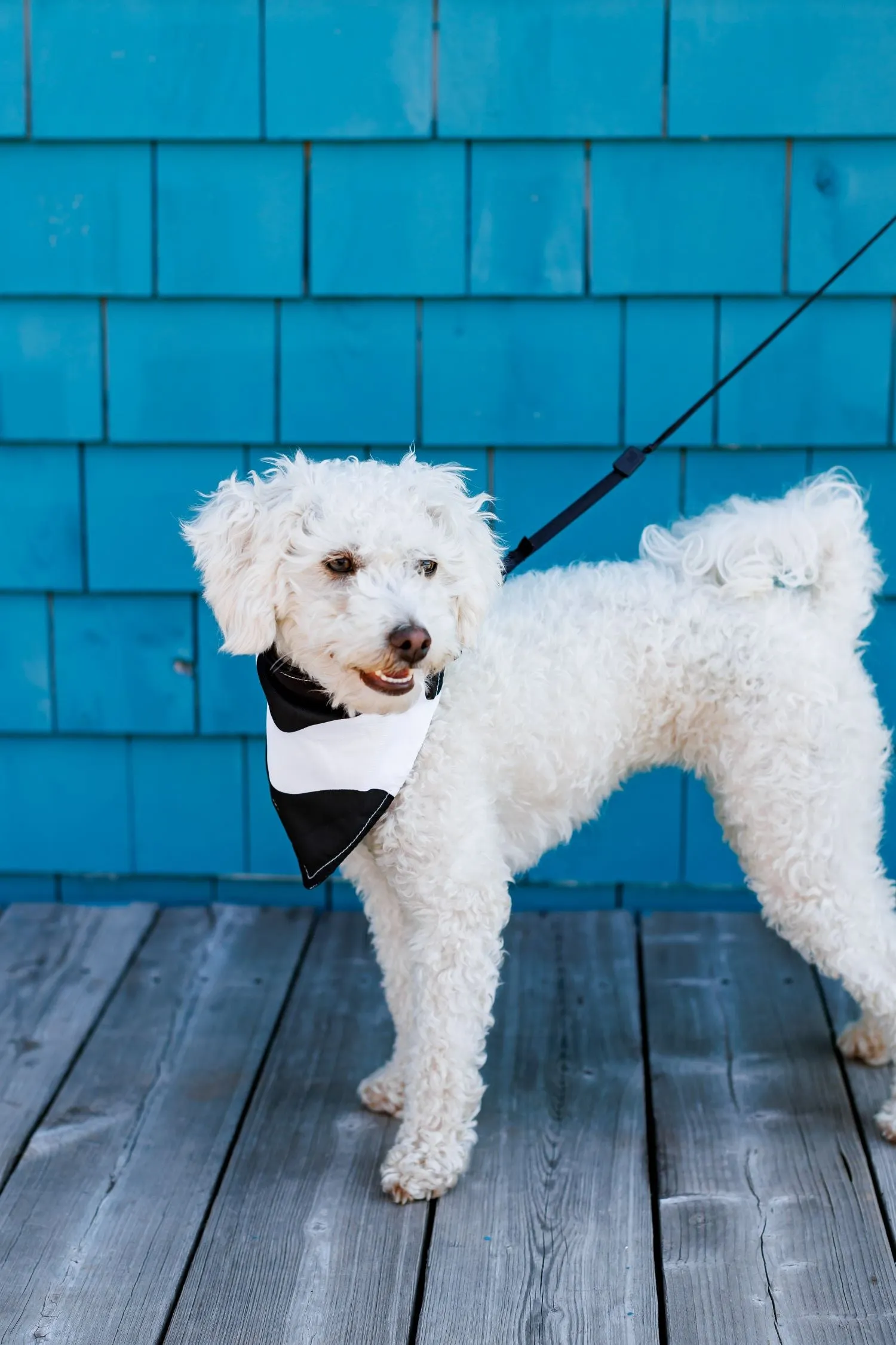 Dog Bandana - Spots