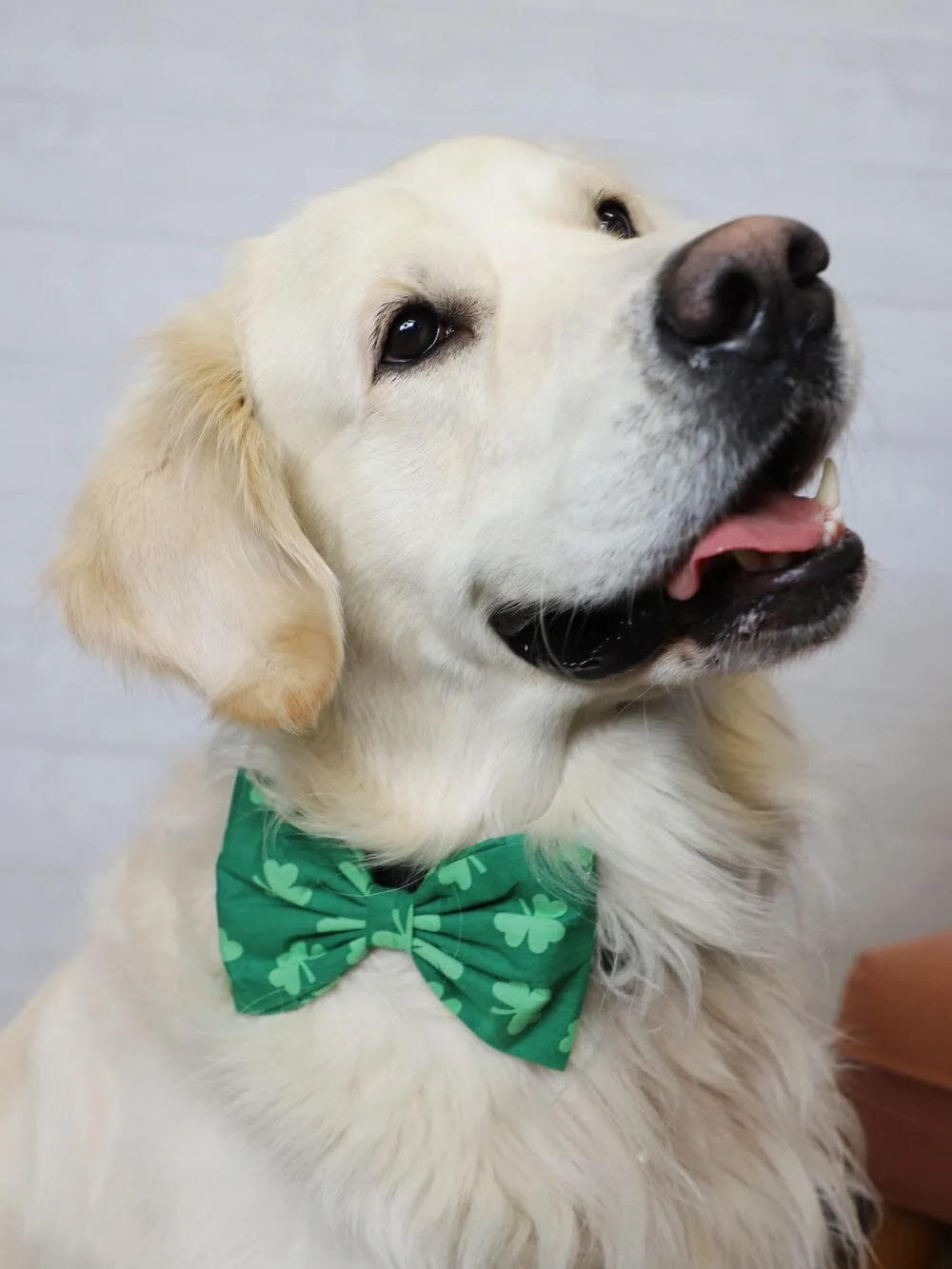 Dog Bow Tie - Shamrock Green