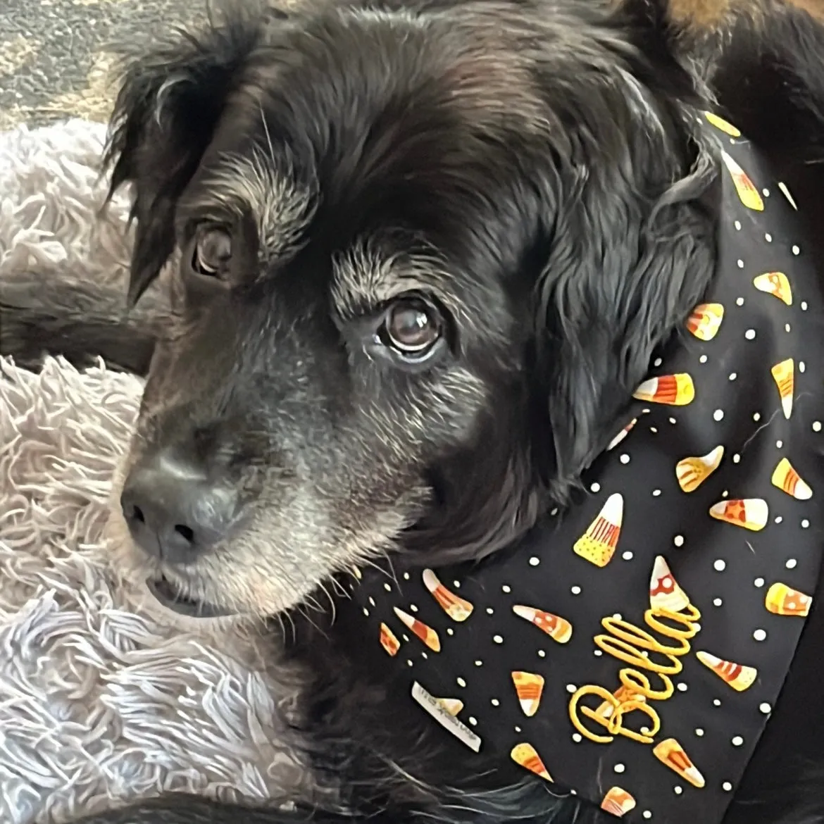 Fall Harvest Personalized Bandanas with Turkeys and Candy Corn