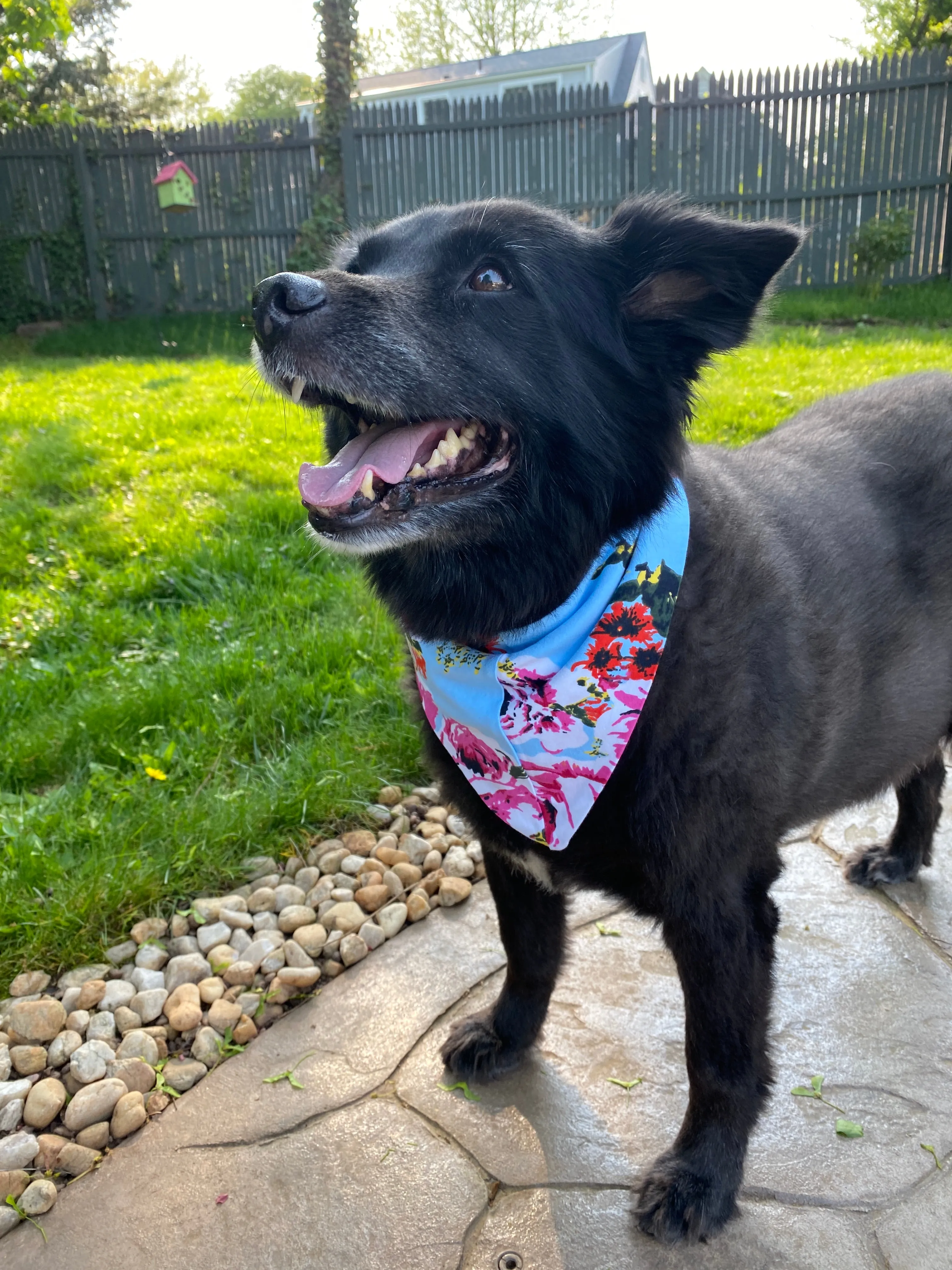 Isla Pet Bandana