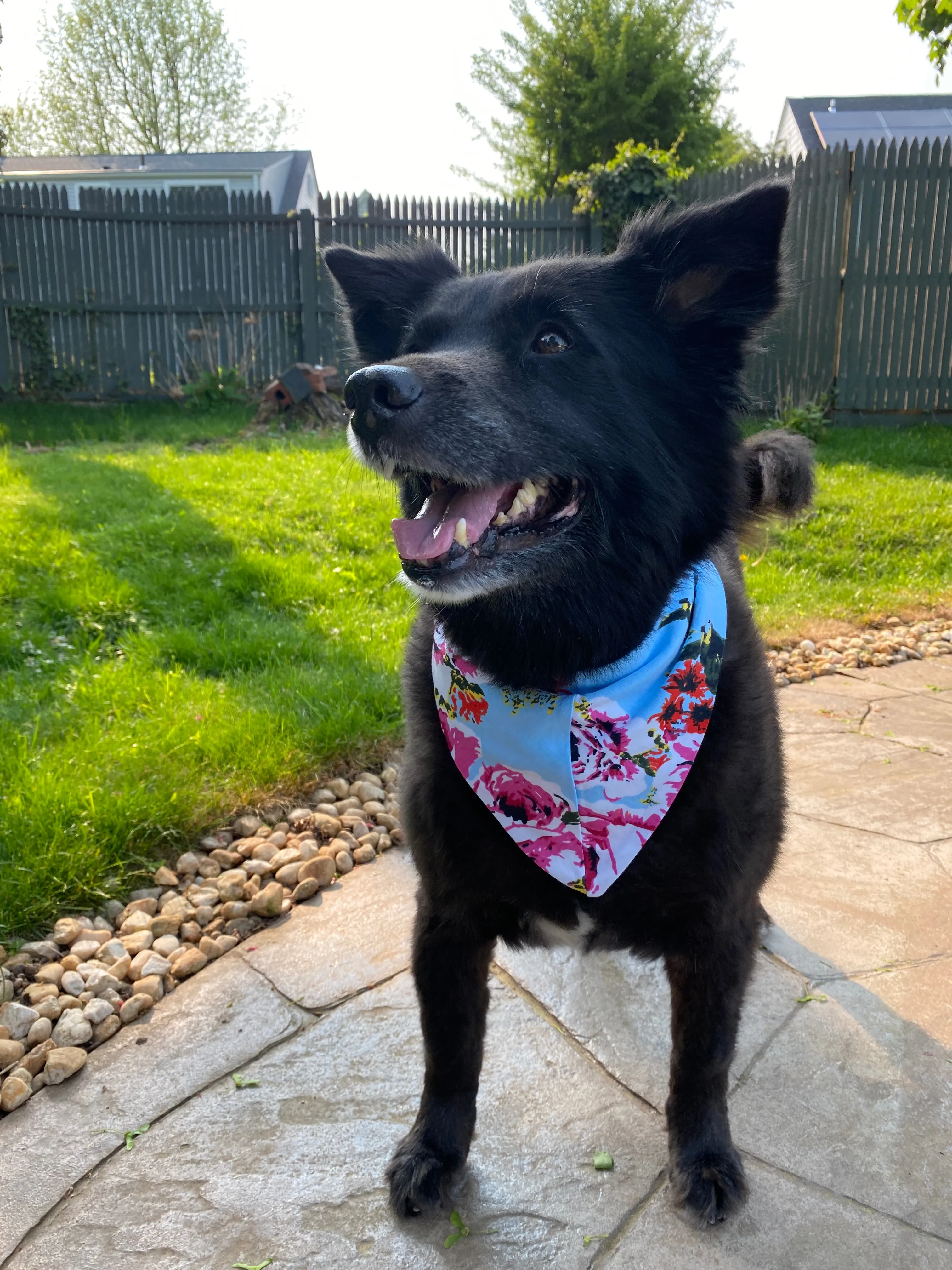 Isla Pet Bandana