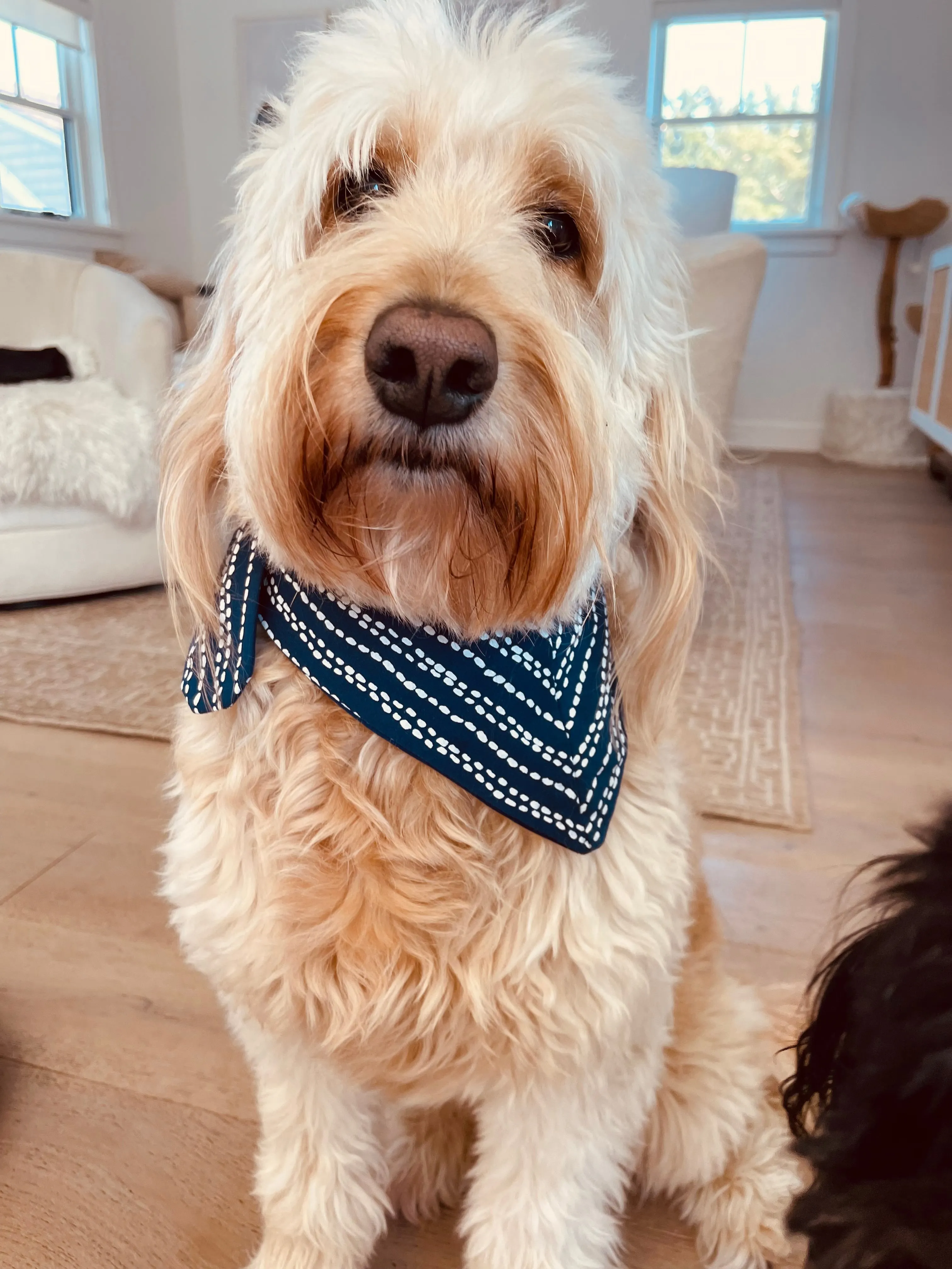 Luna Pet Bandana