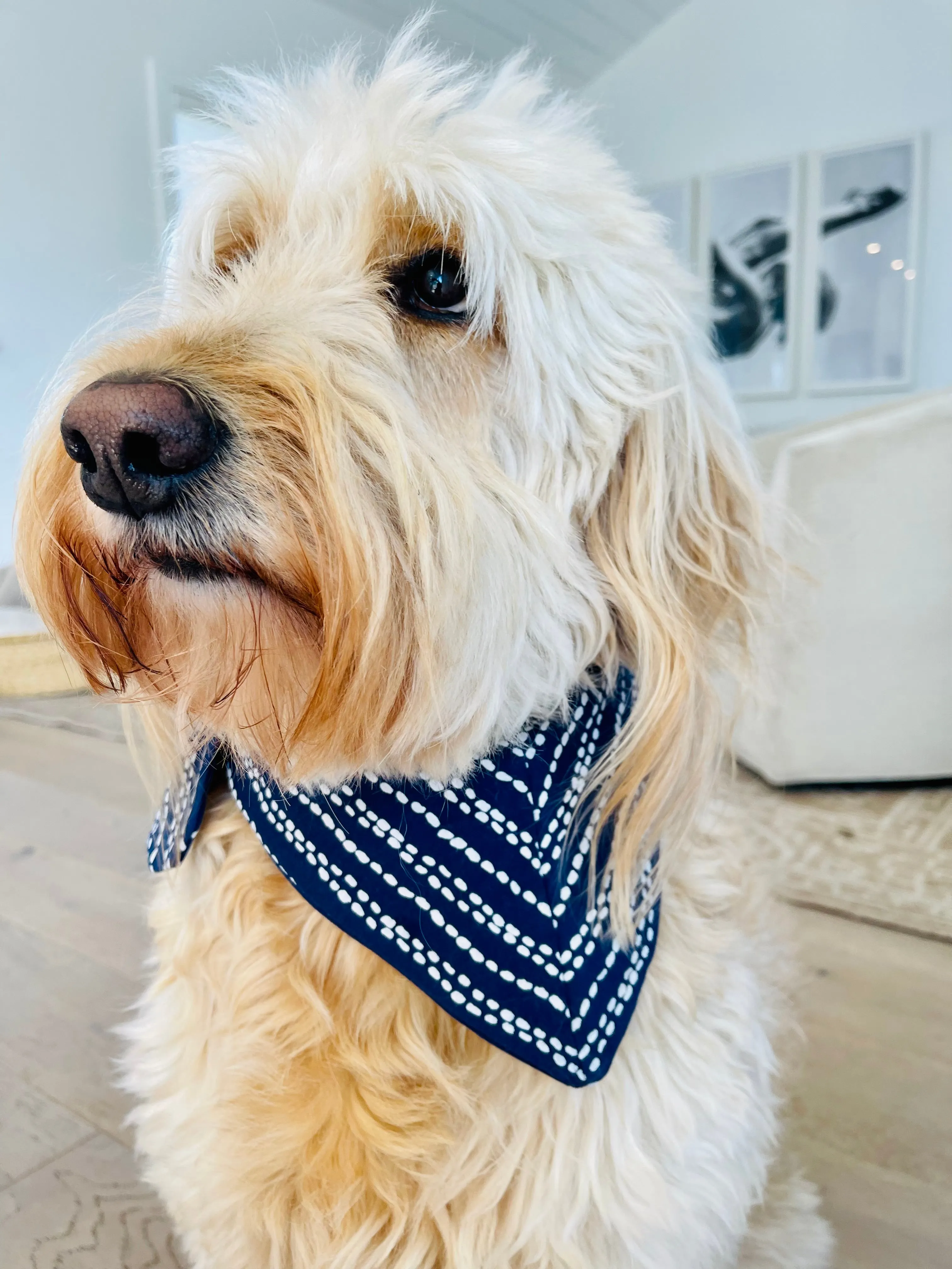 Luna Pet Bandana