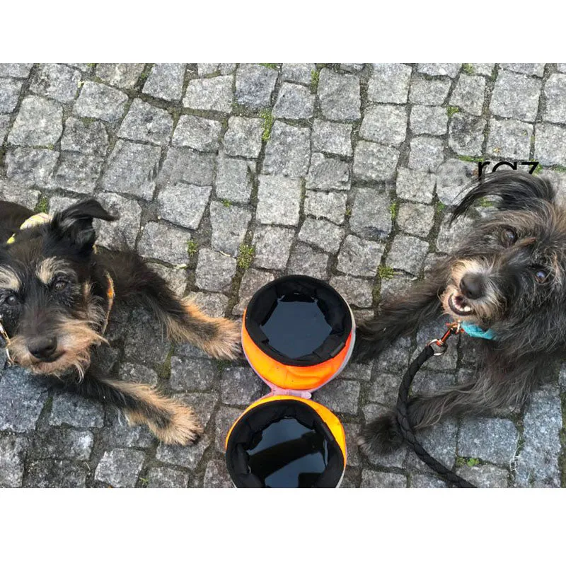 Neon Portable & Collapsible Bowls