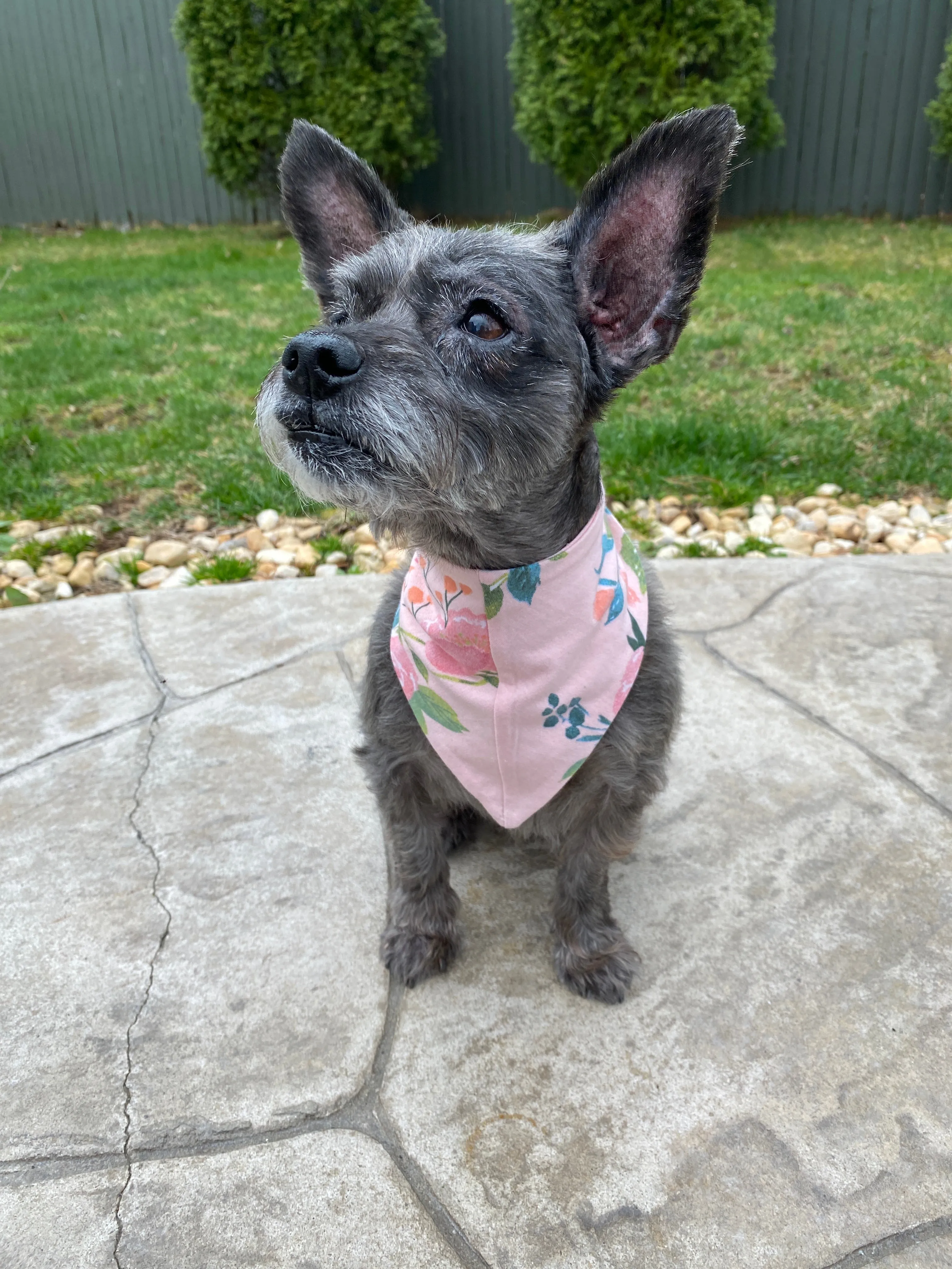 Nina Pet Bandana