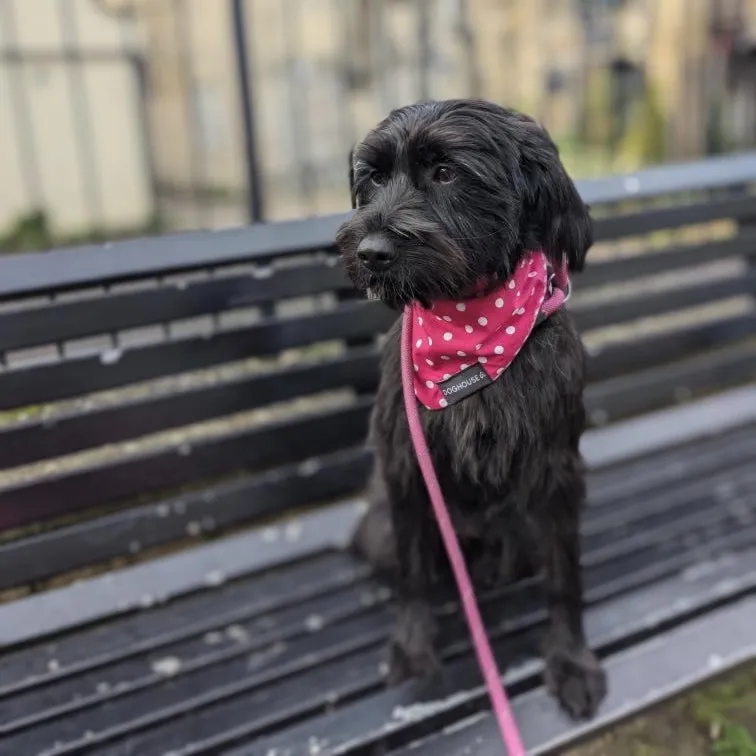 Pink Polka Dot Gingham Dog Bandana