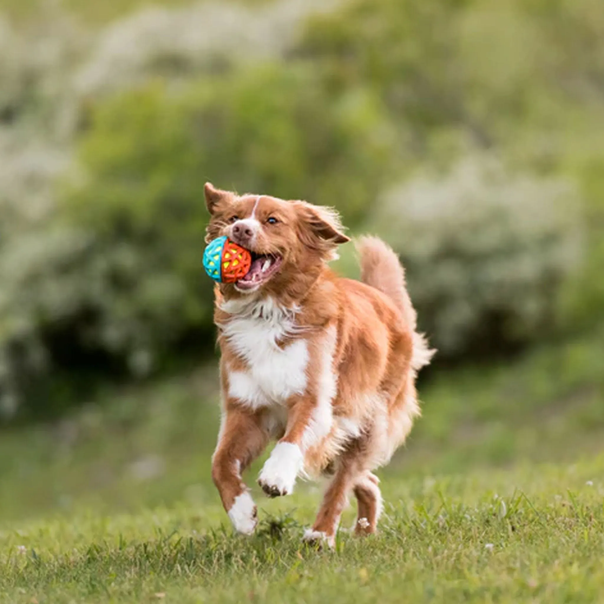 P.L.A.Y. Astro Ball Dog Toy