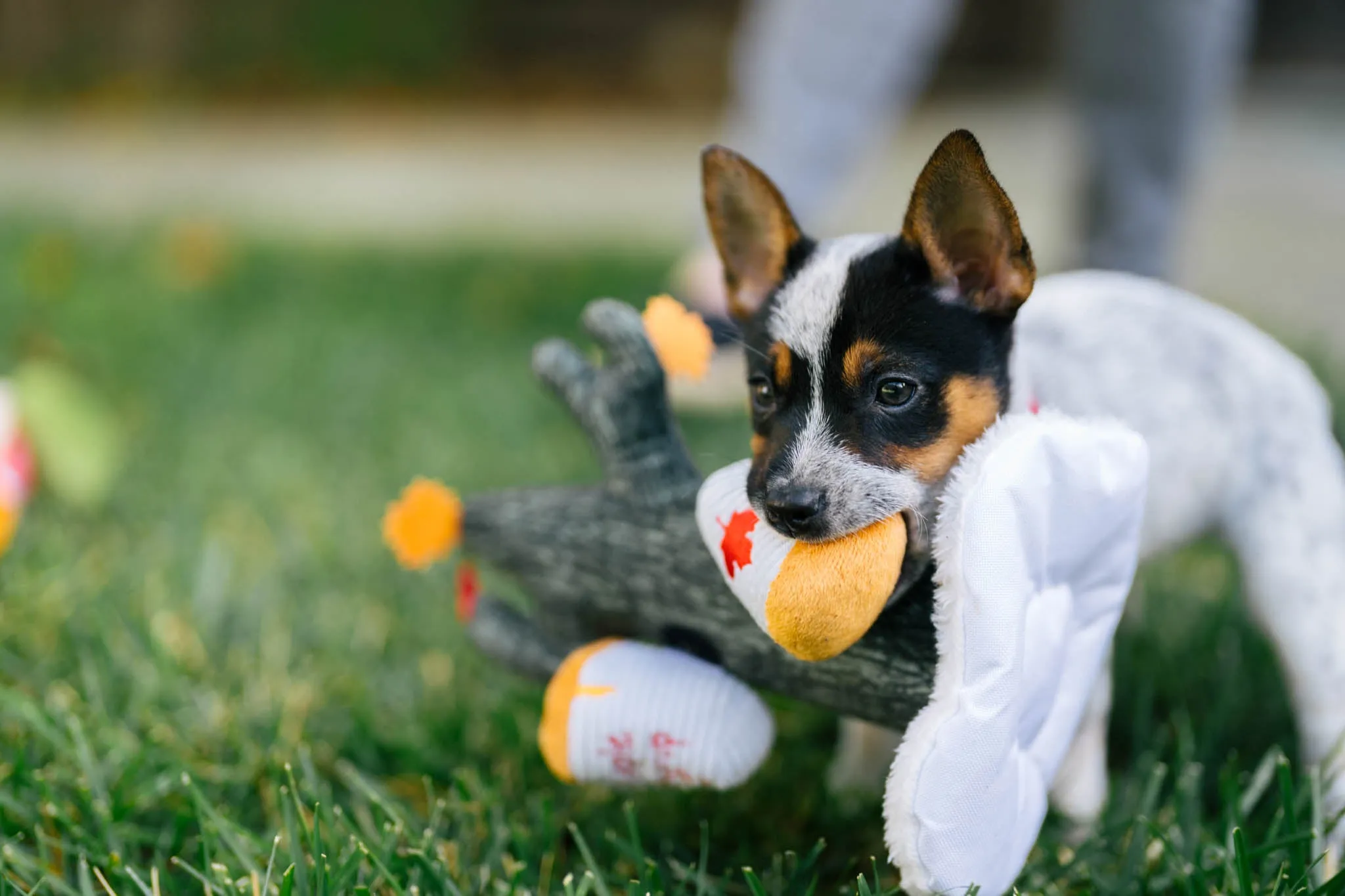 P.L.A.Y. Montreal Munchies Squeaky Plush Dog toys, Barking Up The Maple Tree