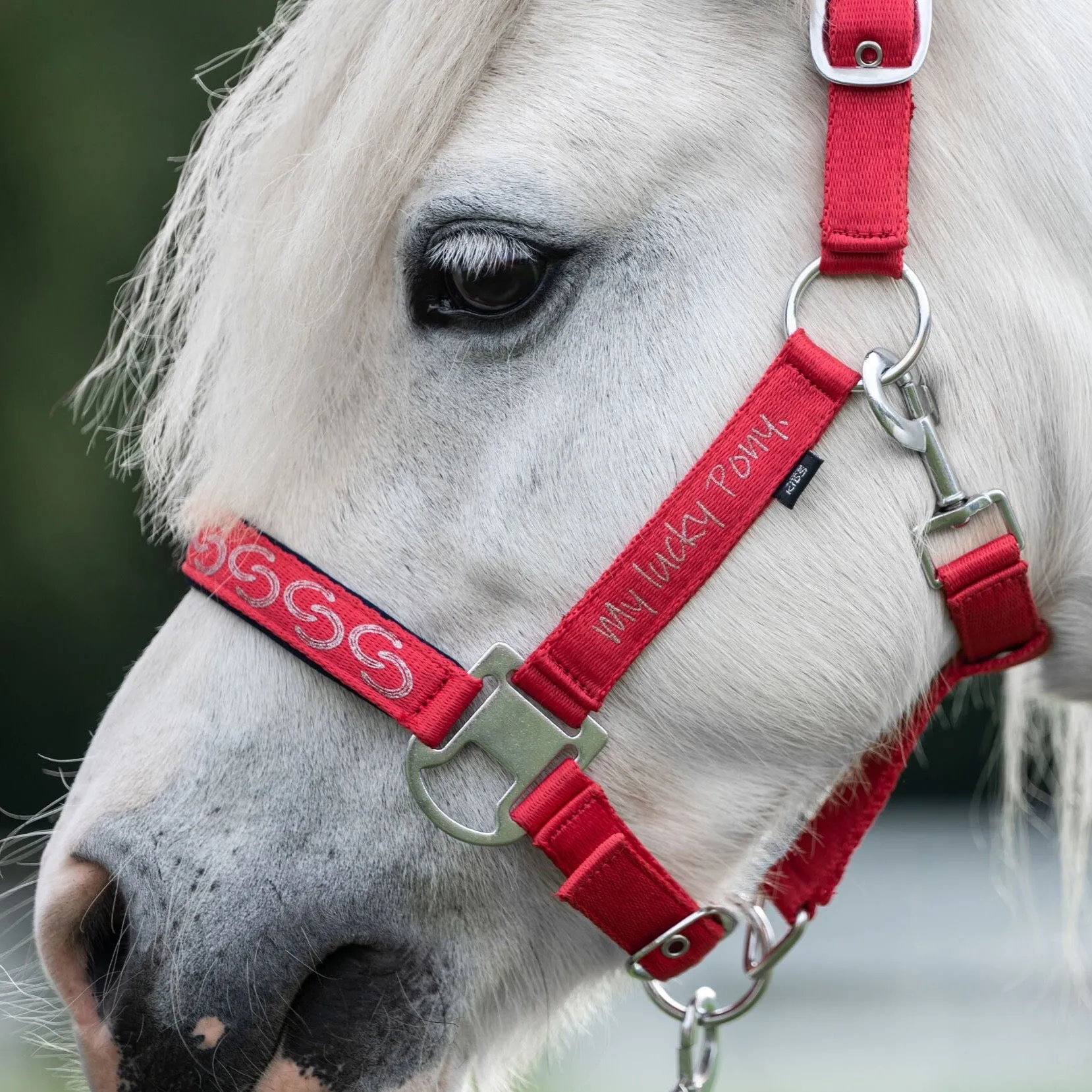 Pony Head Collar Aymee