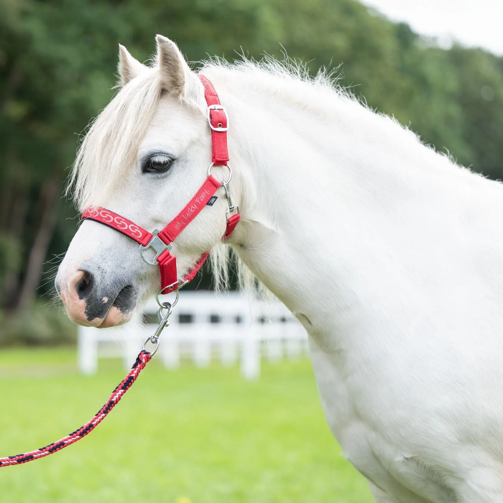 Pony Head Collar Aymee