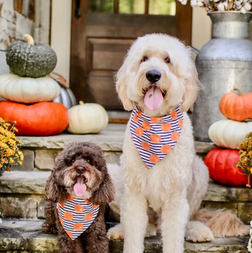 Pumpkins and Fall Harvest Dog Bandanas