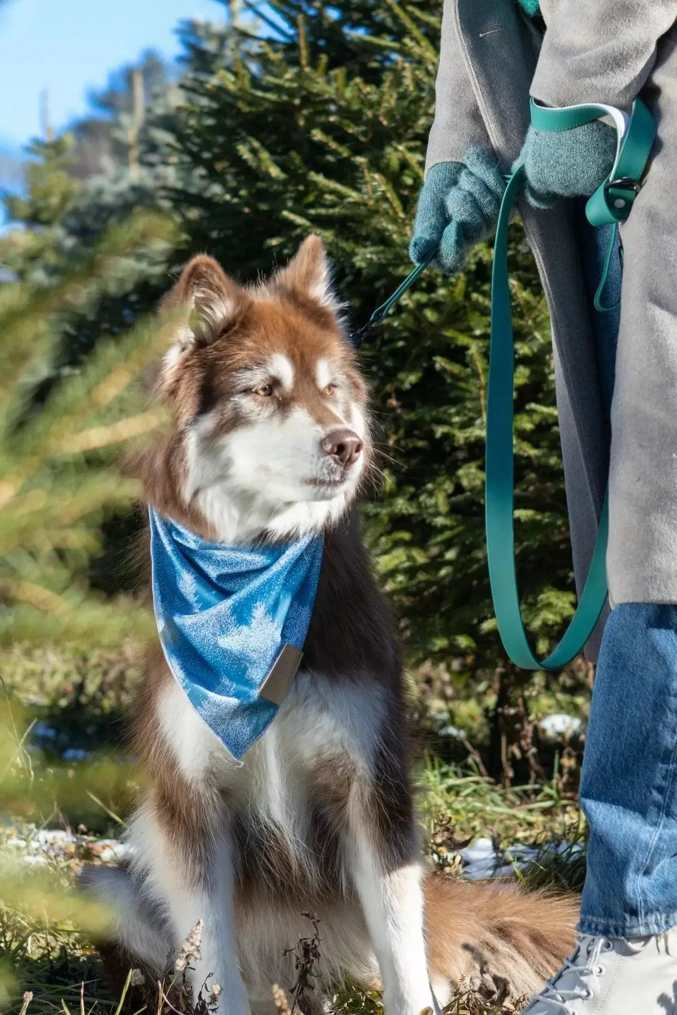 Siberian Spruce Dog Bandana