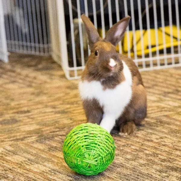 Ware Bell Ball Toy for Small Pets